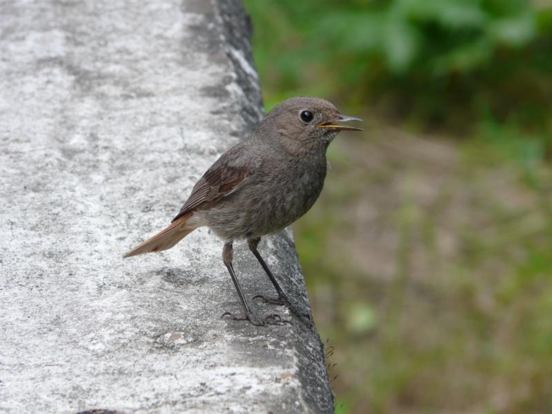 Gabriele Rotter Photoarbeiten