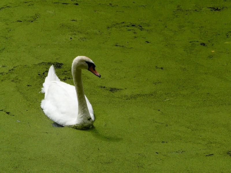 Gabriele Rotter Photoarbeiten