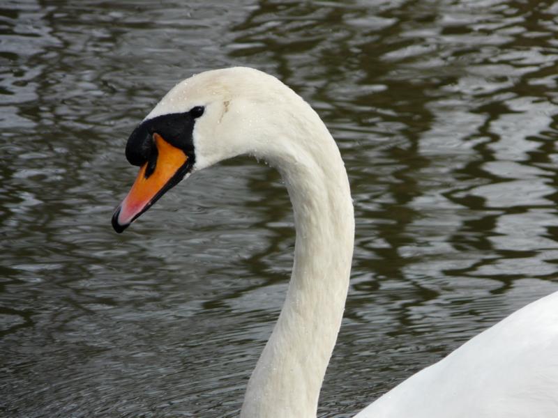 Gabriele Rotter Photoarbeiten